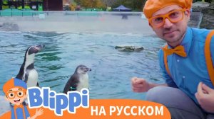 Песня про пингвинов _ Изучай этот мир вместе с Блиппи _ Обучающие видео для детей _