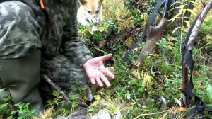 ОХОТА В ОКРЕСТНОСТЯХ ИЗБЫ ГЛУХАРИНОЙ. ДОБЫЛ НЕ ТО
