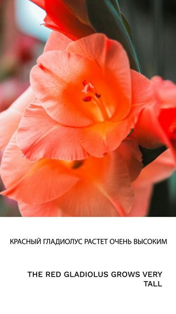 Гладиолус смотреть онлайн