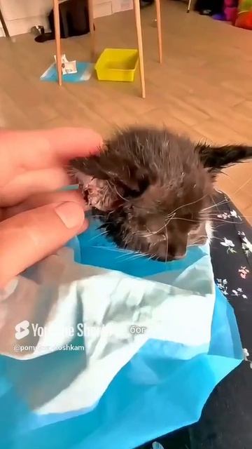 А давайте устроим ДЕНЬ ДОБРА Для  🐈🐾 и 🐕🐾+ 79192547760 Арсения (Наталья Е)  _Благотворительность