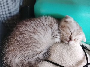 мой котик ( его зовут зефир бог ветра )