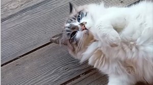 Котик Мачо хочет спать, а кто то ему мешает