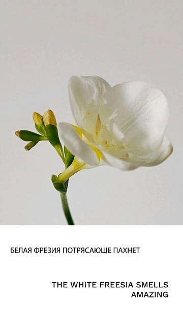 Фрезия смотреть онлайн