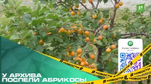 У архива поспели абрикосы