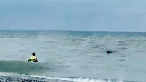 В Сочи спасатель вытащил собаку из моря в шторм