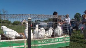 Птичий рынок. Ленинградская. [12.07.2026]