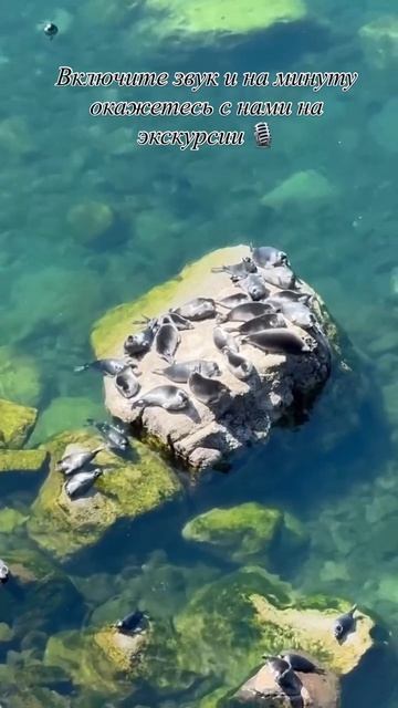 Байкальские нерпы радуют наших туристов и стали обязательным пунктом программ! Www.baikallegends.com