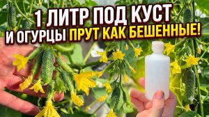 1 ЛИТР под КУСТ и ОГУРЦЫ прут как бешеные!