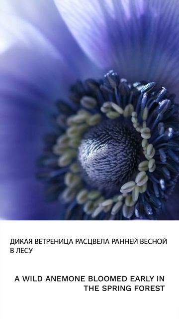 Ветреница смотреть онлайн