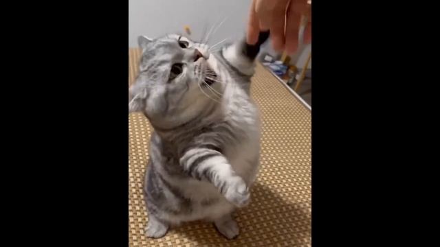 You Will Laugh in 60 Seconds – The Cutest Cat Challenge 😂🐱 (99 Impossible)”-18 смотреть онлайн