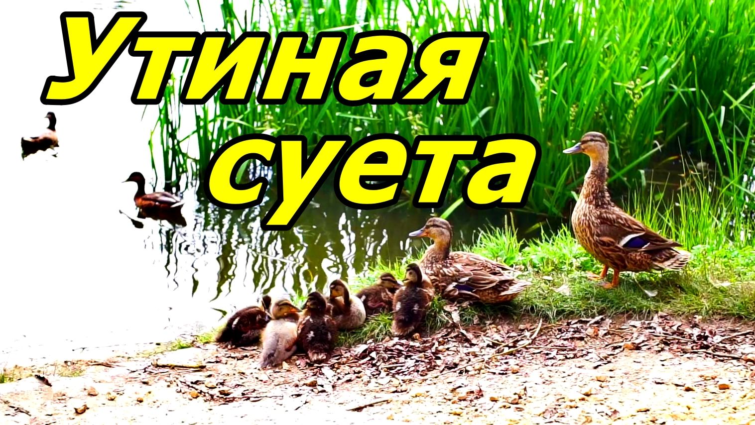 🦆КАК УТКИ В ОРЛЕ ЛЕТО ПРОВОДЯТ: СПАТЬ ИЛИ ЧИСТИТЬСЯ? ВОТ В ЧЕМ ВОПРОС! ИЮЛЬ 2026. смотреть онлайн