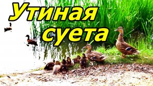 🦆КАК УТКИ В ОРЛЕ ЛЕТО ПРОВОДЯТ: СПАТЬ ИЛИ ЧИСТИТЬСЯ? ВОТ В ЧЕМ ВОПРОС! ИЮЛЬ 2026.