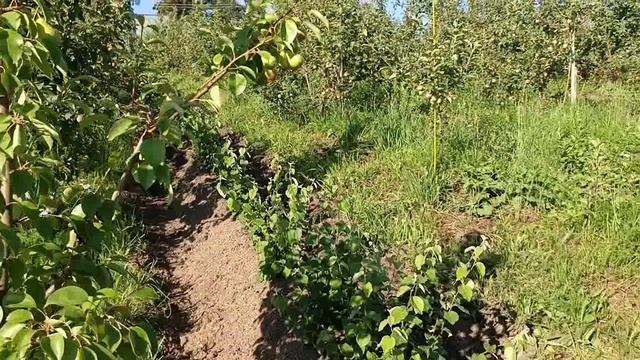 Правда про груши часть вторая смотреть онлайн