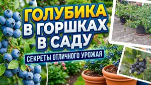 КАК ВЫРАЩИВАТЬ ГОЛУБИКУ В ГОРШКАХ: СЕКРЕТЫ ОТЛИЧНОГО УРОЖАЯ