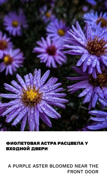Астра смотреть онлайн