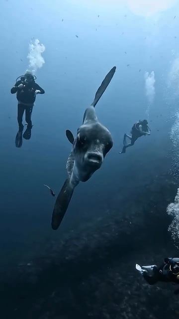 Mola Mola Diving In Barnaul
дайвинг Барнаул