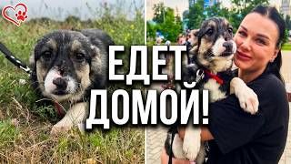 Трогательная история спасения пса Чарли: из приюта домой! 🐶