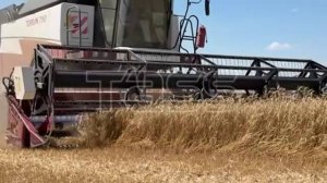 Уборка урожая пшеницы в Ростовской области