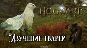 Изучение тварей. Hogwarts Legacy прохождение. Beasts Class