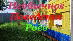 Какие рои залетают в ловушки