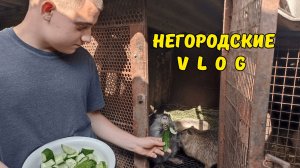 НУТРИИ. Малышам - огурцы, взрослым - кабачки! 13.07.26