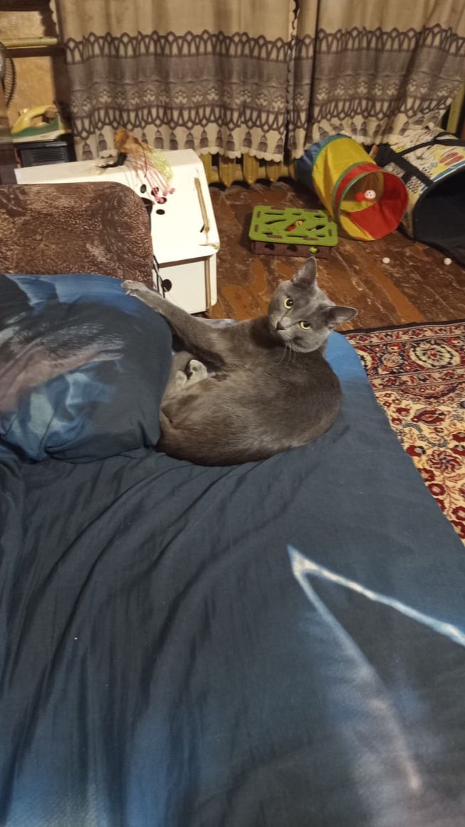 Кот Атос готовится ко сну #shorts #котатос #животные #коты #атос