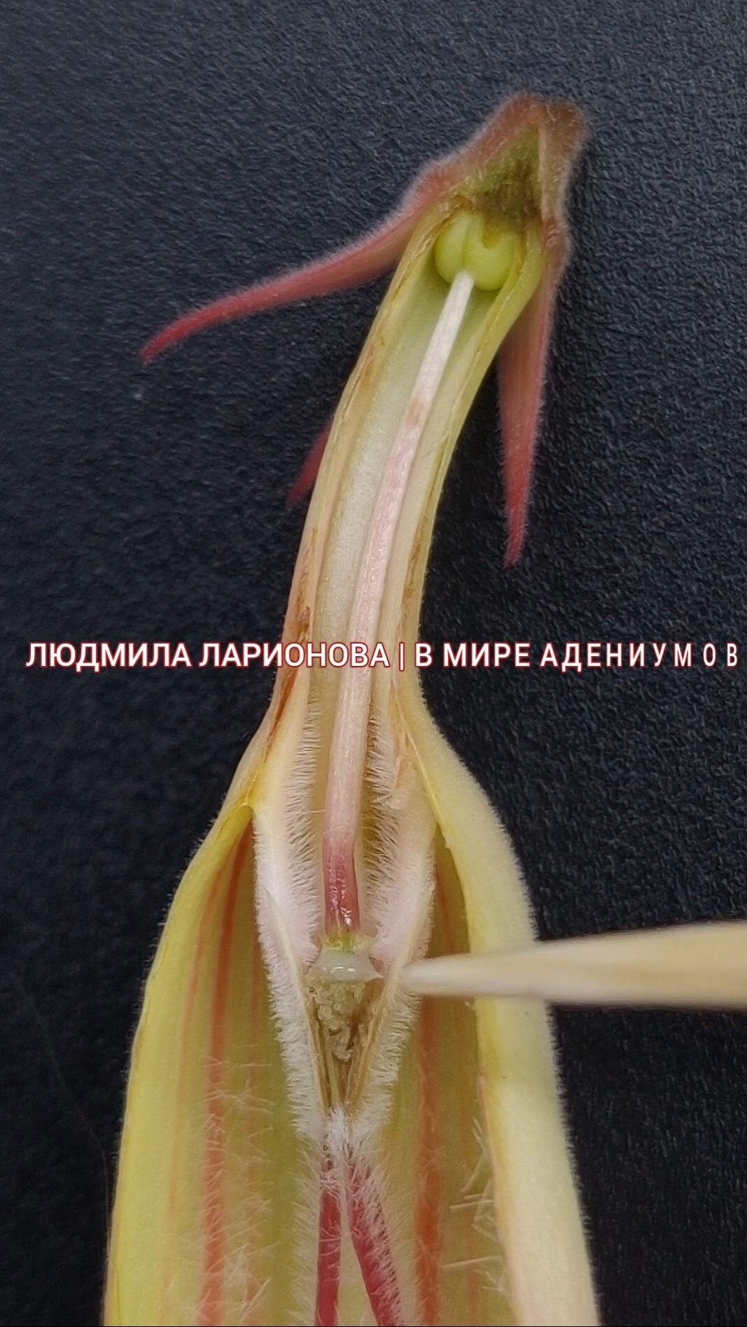 Строение цветка адениума. Полное видео в подписке 🌺АДЕНИУМ-ЦВЕТОК ВДОХНОВЕНИЯ🌺_Авторские техники