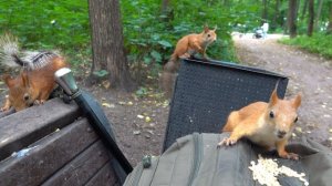 Сегодня много голодных белок. Зарисовка