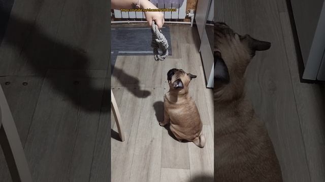 Шаня Мопс смотреть онлайн