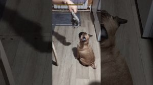 Шаня Мопс