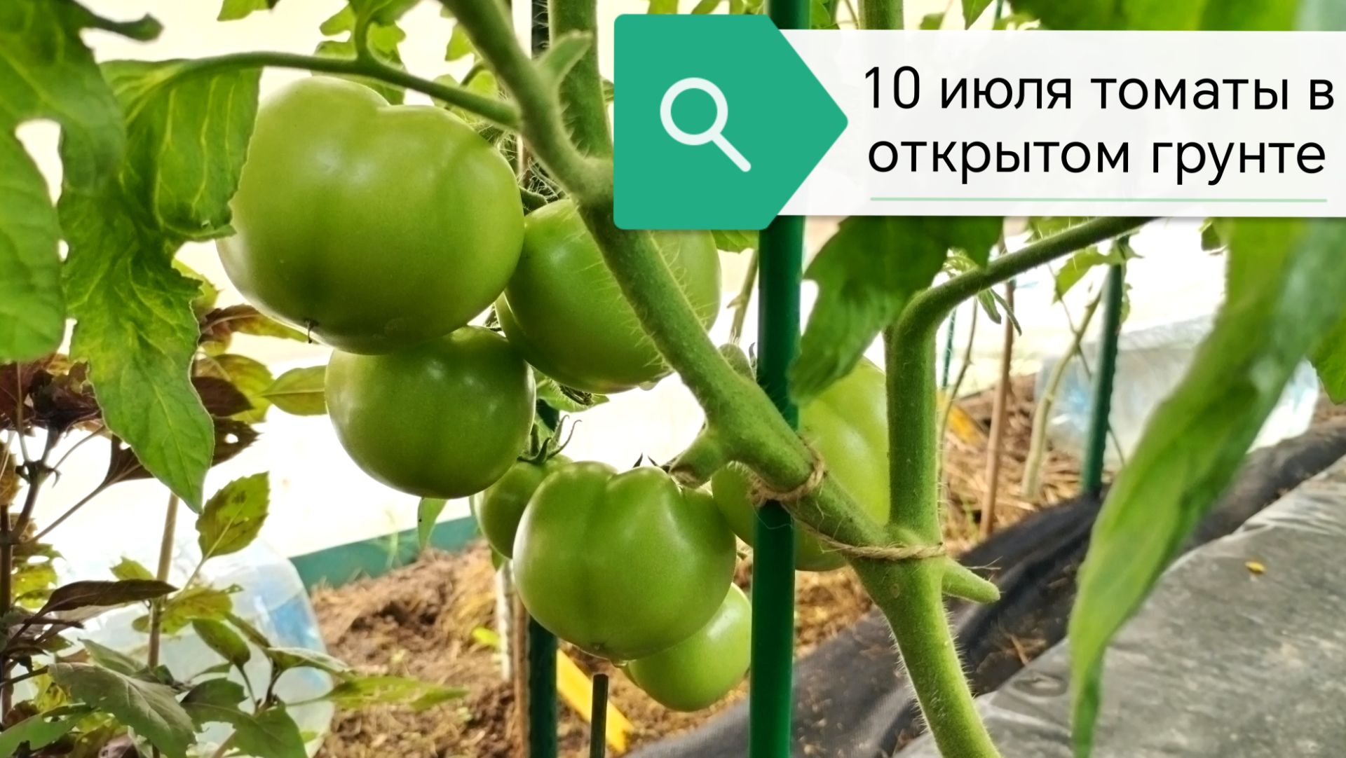 10 июля 2026 года томаты в открытом грунте на даче в Тверской области