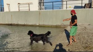 Гуляем с собакой на море/Готовлю/Тарелочки за день/Ежедневный влог