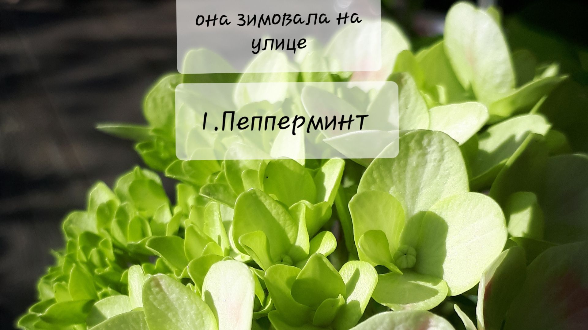1.Пепперминт крупнолистная гортензия. Как и когда лучше обрезать?лучше