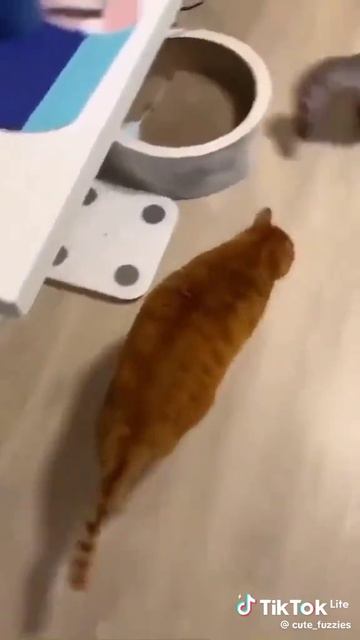 КОШКИ