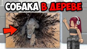 САМЫЕ УЖАСНЫЕ СЛУЧАИ С ДОМАШНИМИ ЖИВОТНЫМИ