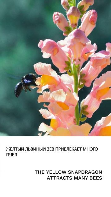 Львиный зев смотреть онлайн
