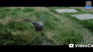 Ключ к сердцу феникса дорама