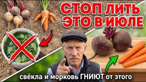 Вы ГУБИТЕ свёклу и морковь каждый июль. Вот что нужно прекратить НЕМЕДЛЕННО