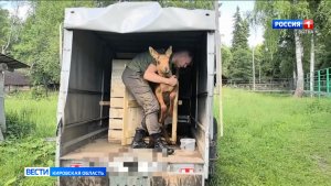 В Унинском округе спасли лосёнка
