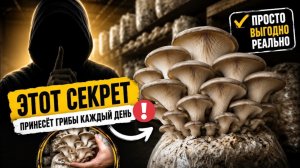 Перестал покупать грибы - выращиваю сам за копейки! Пошагово для НАЧИНАЮЩИХ, справится каждый!