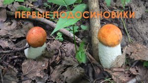 Первые подосиновики! По грибы 2026!