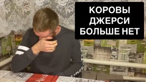 КОРОВЫ ДЖЕРСИ БОЛЬШЕ НЕТ😭😭😭