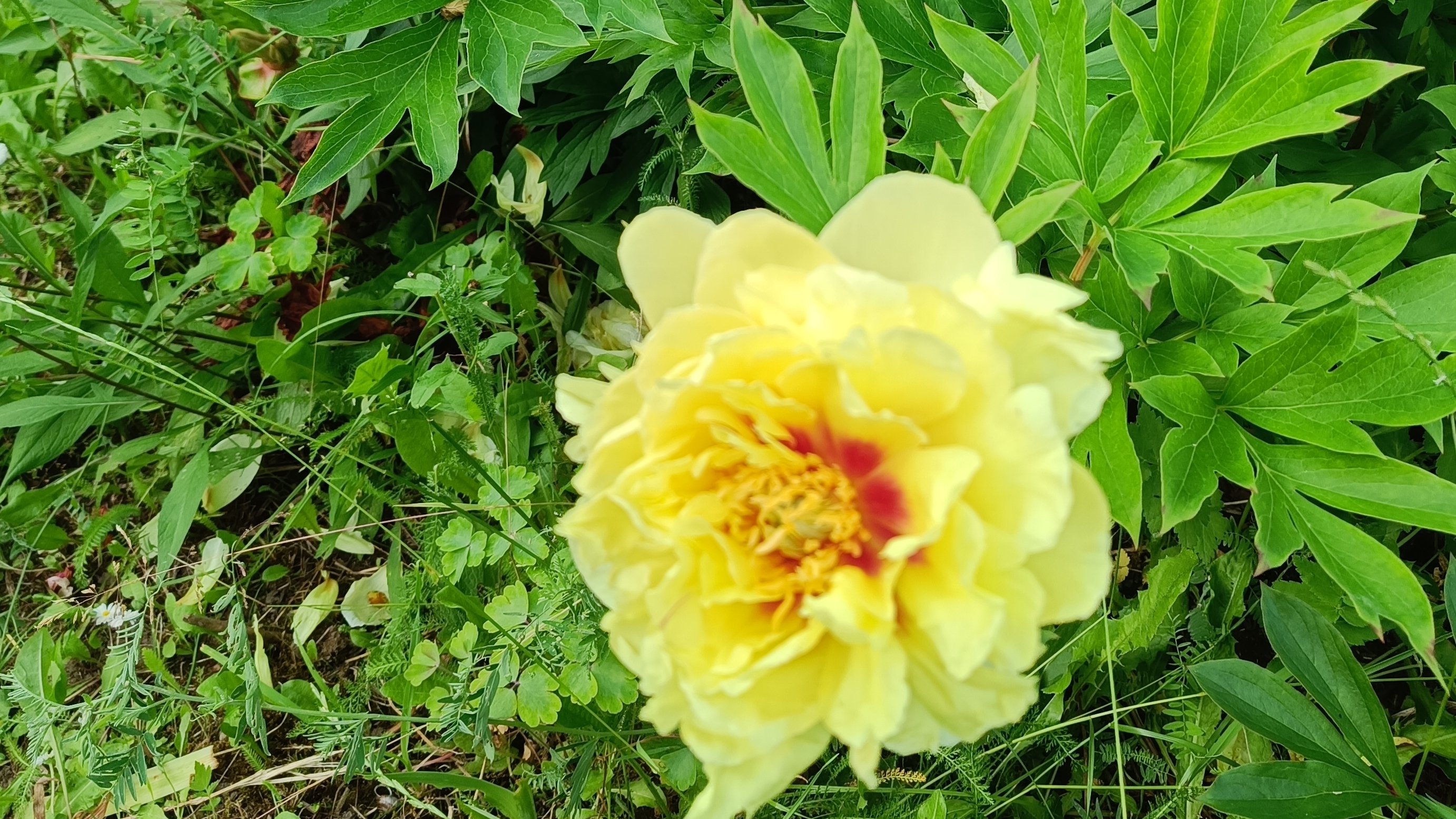 14-07-2026 Обзор на Шапокляк, цветы для неё же...
