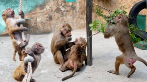 Раскрыли Степину тактику. Люся так икала, аж подпрыгивала. Анфису настиг защечный осмотр!
