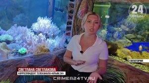 Более 700 животных в Евпатории могут пострадать из-за перебоев в работе генераторов