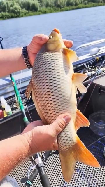 Секрет «Путины» прост - держи удачу за хвост 🐟🐟🐟 Поймай Мечту 🎣🎣🎣