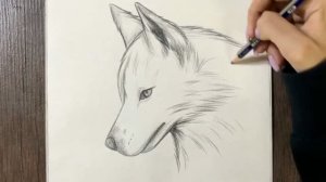Как нарисовать профессионально красивого волка в профиль
