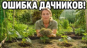 ХВАТИТ выбрасывать траву! Клади ее в грядки ТОЛЬКО ТАК для бешеного налива плодов в июле