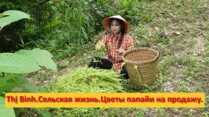 Thị Bình. Вьетнам. Сельская жизнь. Цветы папайи на продажу.