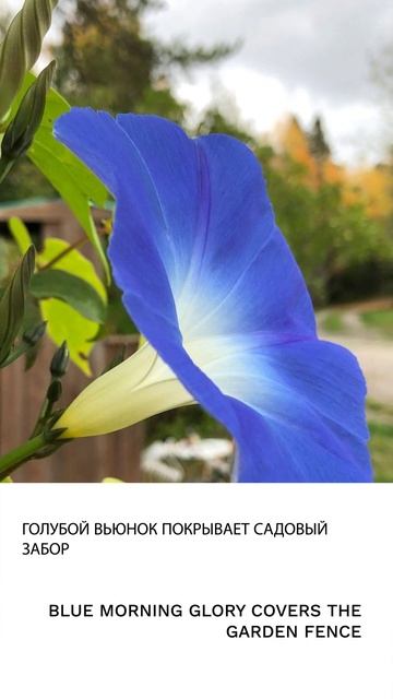 Вьюнок смотреть онлайн